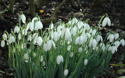 The snowdrop season begins