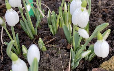 The snowdrop season begins